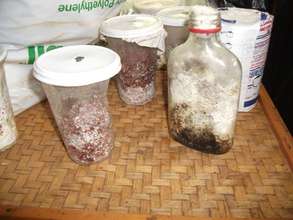 Mycelium (basically mushroom seeds)