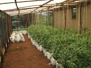 inside the greenhouse