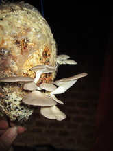 Mushrooms growing on a hanging garden