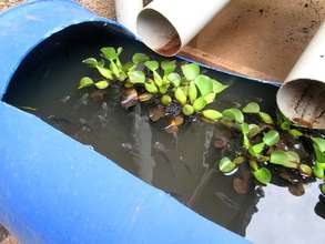 aquaponics 3