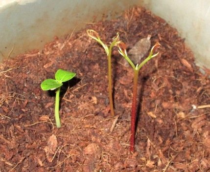 mountain papaya and lyche seedlings