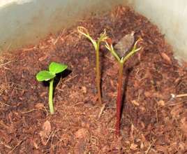 mountain papaya and lyche seedlings