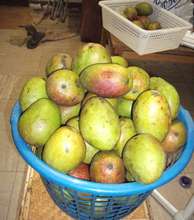 So many mangos!