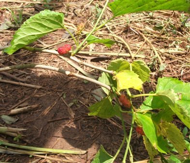 Mulberries
