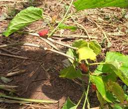 Mulberries