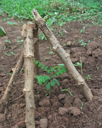 Water System for Peace Demonstration Farm, Uganda