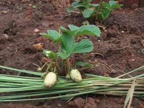 Strawberries, one of our crops