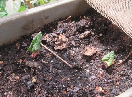 rubarb buds emerging from the soil
