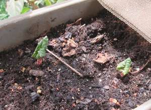 rubarb buds emerging from the soil