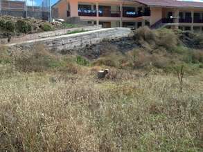 Sheep eats everything in vegetable garden now :-(