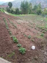 Big food production garden at school