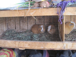 Guinea pigs are Andean high protein source for CW