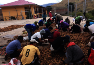 Parents harvest the potatoes they planted for CW