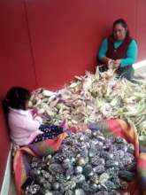 School harvest of Andean Purple corn