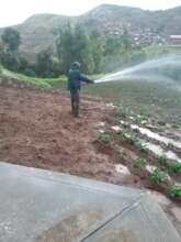 Parent putting water on plants for school meals