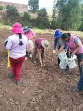 Mothers work planting potato after potatoes