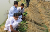 Plant 1,000 Saplings in the Sundarbans