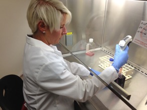 Stefanie transferring the white blood cells