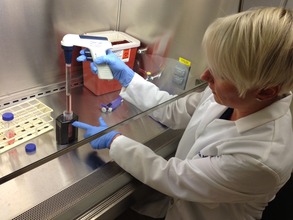 Stefanie showing us how the cells are separated