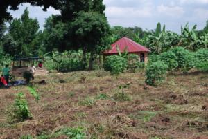 Mama Africa new land