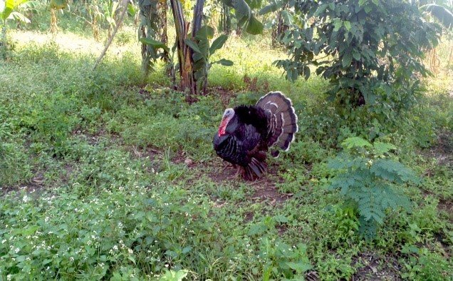 beatifull Turkey at site