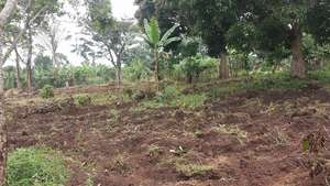Land cleared