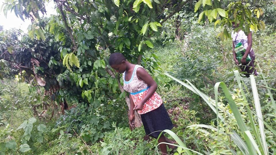 Lilian planting Maize