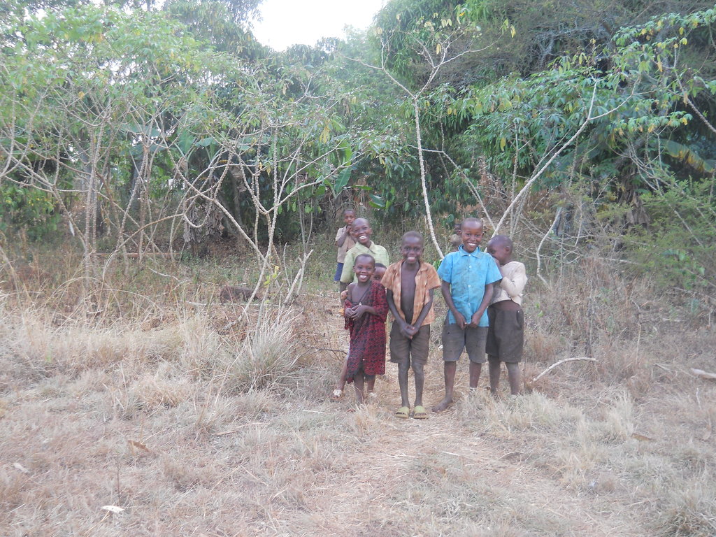 cassava