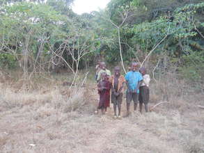 cassava