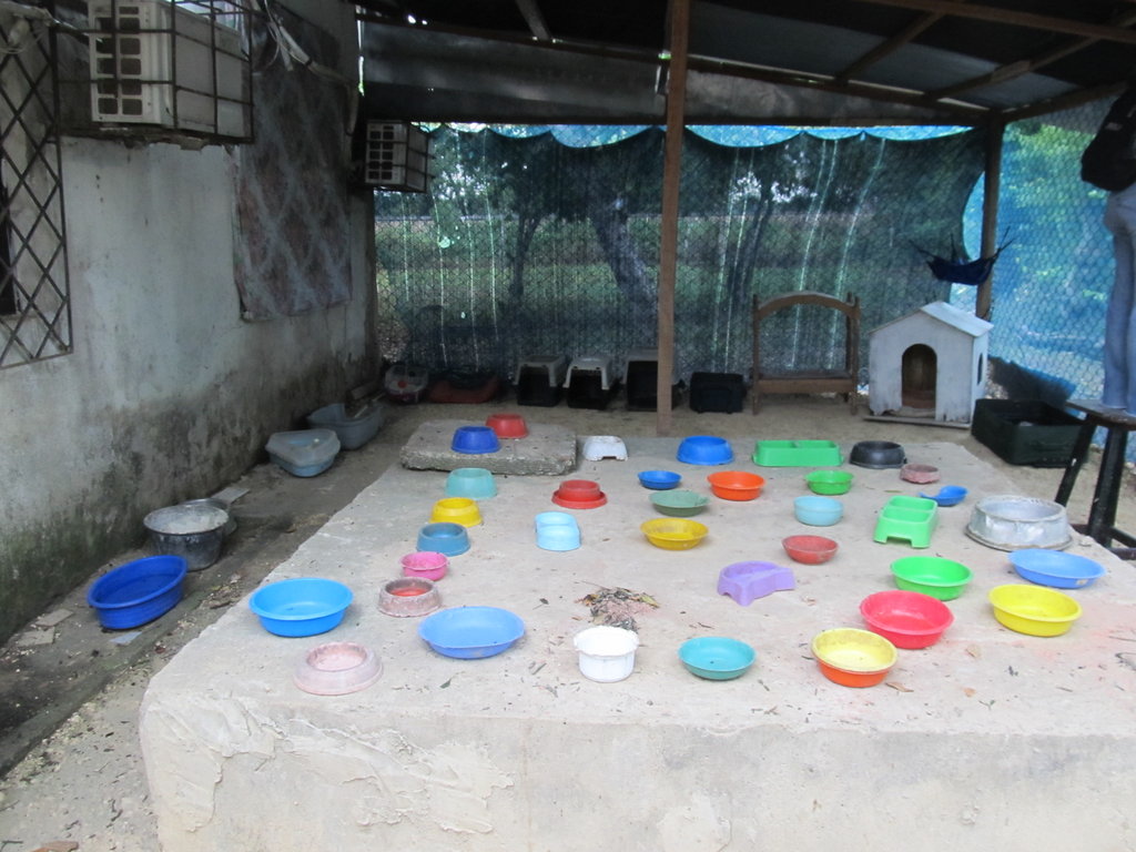 Feed 120 abandoned animals in Cartagena for 1 year