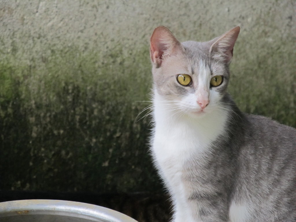 Feed 120 abandoned animals in Cartagena for 1 year