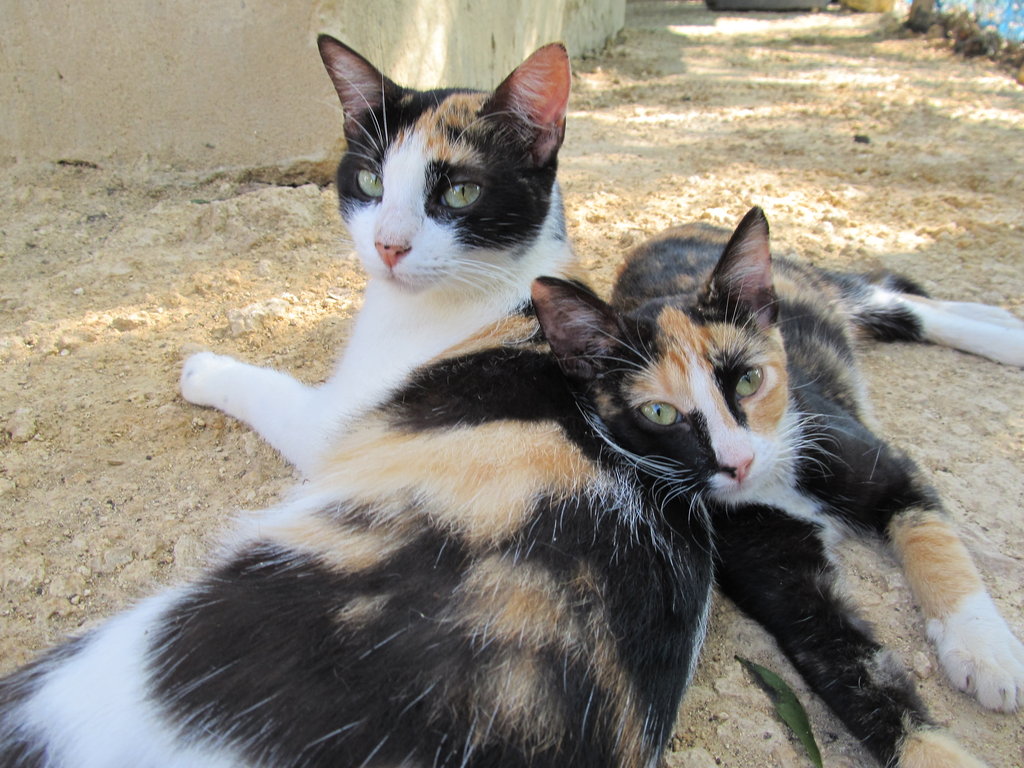 Feed 120 abandoned animals in Cartagena for 1 year