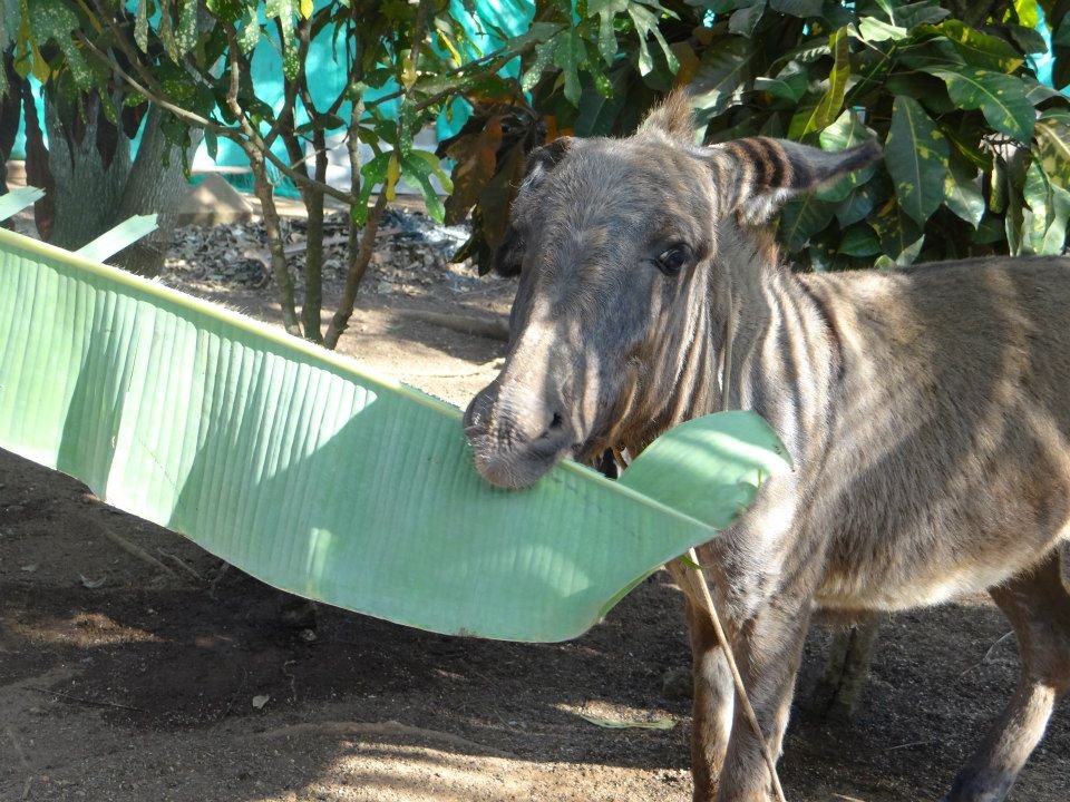 Feed 120 abandoned animals in Cartagena for 1 year