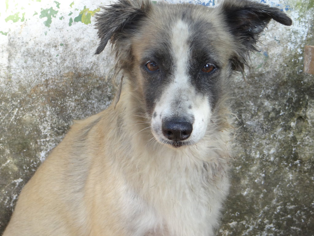 Feed 120 abandoned animals in Cartagena for 1 year