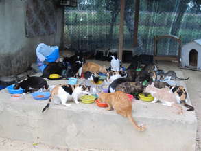 Cat Shelter
