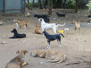 Rescued dogs