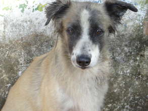 Muneca