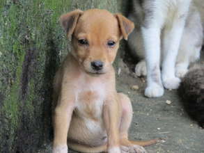 Feed 120 abandoned animals in Cartagena for 1 year