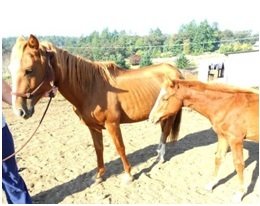 Educate 1000's in Animal Welfare in Oregon