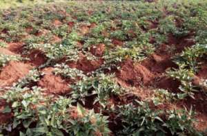 Edapo Farm-Sweet potatoes