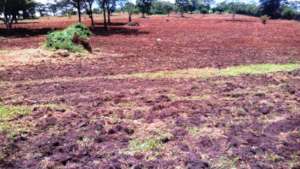 EDAPO Farms ready for planting new crop