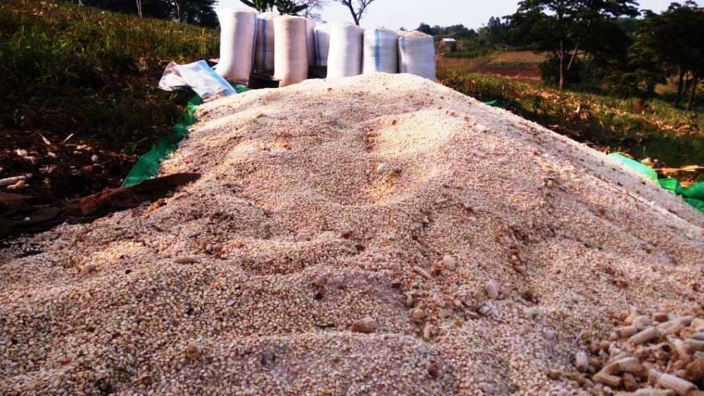 MAIZE