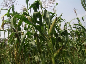 Ongoing farm