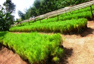 Pine seedlings project at EDAPO