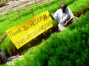Pine seedlings project at EDAPO