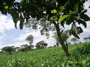 EDAPO FARM-MAIZE AND BEANS