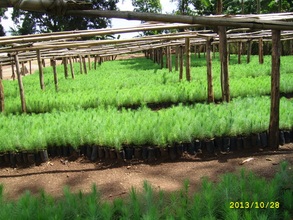 EDAPO FARM-PINE TREES