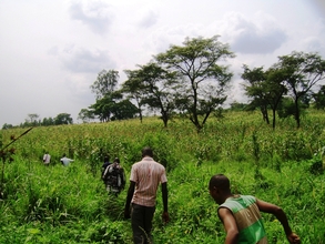 ONGOING FARM OF EDAPO -CROPS
