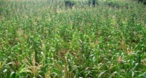 ongoing farm of maize and beans