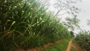 current EDAPO Farm2